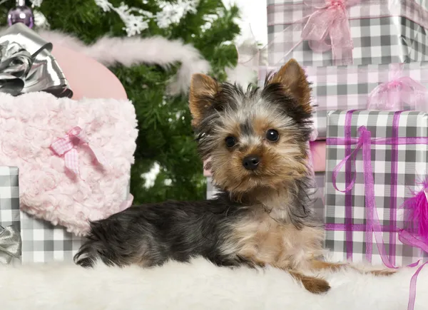 Yorkshire Terrier puppy, 3 months old, lying with Christmas gifts in front of white background — стокове фото