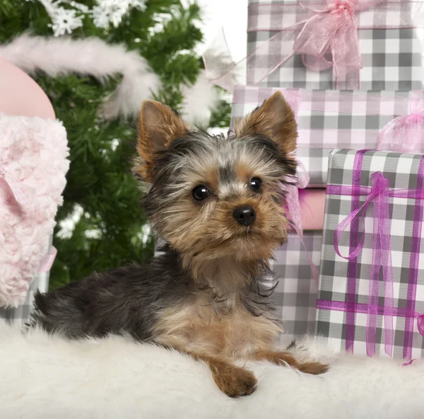 Yorkshire Terrier puppy, 3 months old, lying with Christmas gifts in front of white background — Stock Fotó