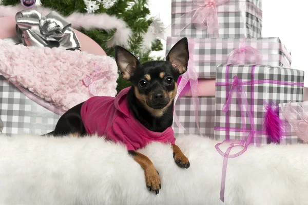 Chihuahua, 1 año, acostado con regalos de Navidad delante de fondo blanco — Foto de Stock