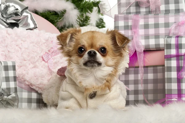 Chihuahua, 2 años, acostado frente a regalos de Navidad — Foto de Stock