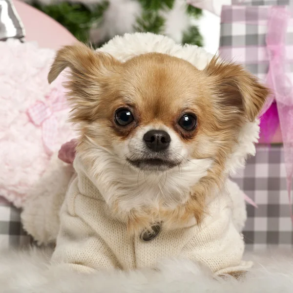 Primer plano de Chihuahua, 2 años, acostado frente a regalos de Navidad —  Fotos de Stock