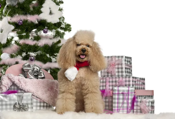 Poodle, 5 anos, sentado com árvore de Natal e presentes na frente do fundo branco — Fotografia de Stock