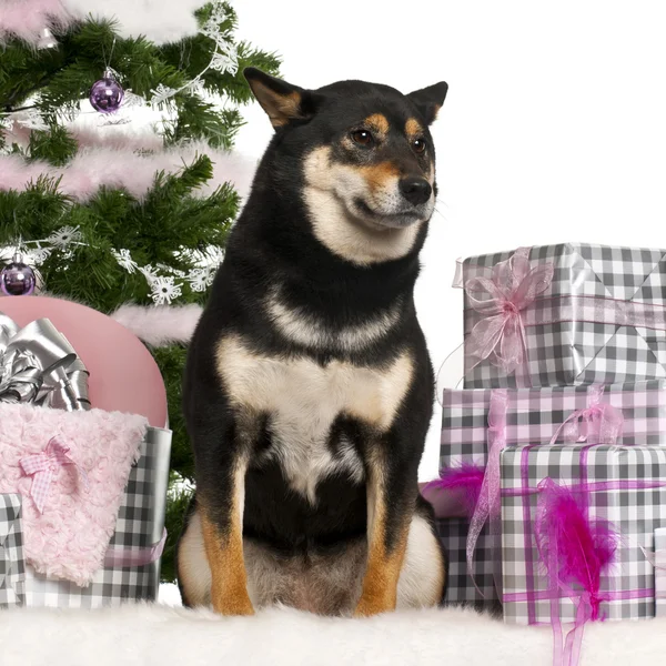 Shiba Inu, sitting with Christmas tree and gifts in front of white background — Stock Photo, Image