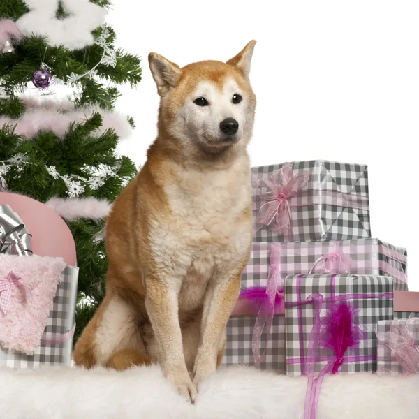 Shiba Inu, sentado com árvore de Natal e presentes na frente do fundo branco — Fotografia de Stock
