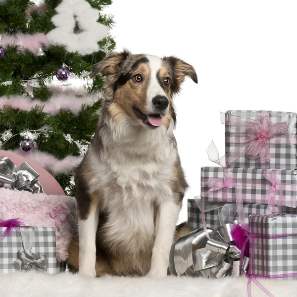 Cachorro Border Collie, de 6 meses de edad, sentado con árbol de Navidad y regalos delante de fondo blanco — Foto de Stock