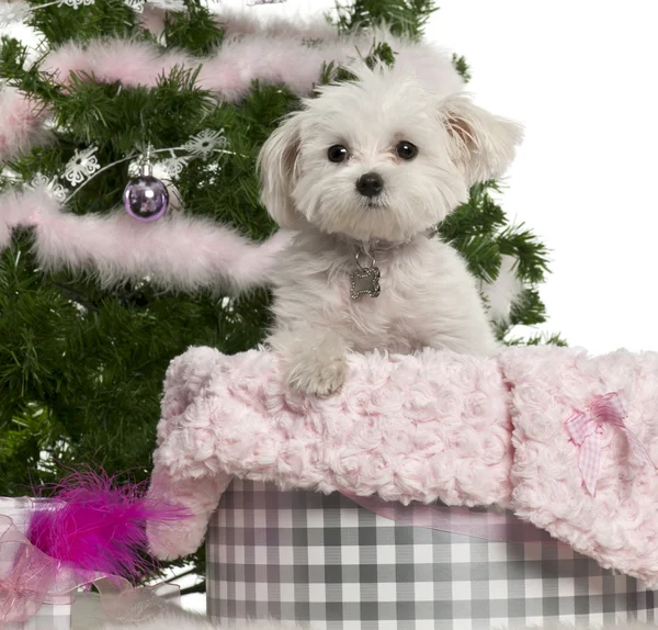West highland white terrier, 6 år gammal, med julklappar framför vit bakgrund — Stockfoto