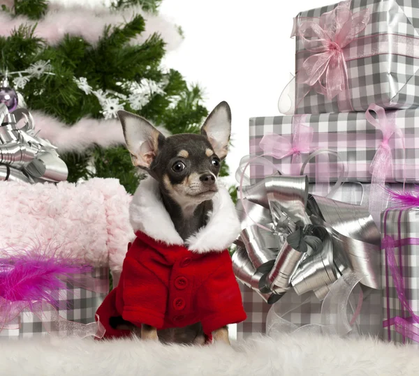 Chihuahua, bär santa outfit med julklappar framför vit bakgrund — Stockfoto