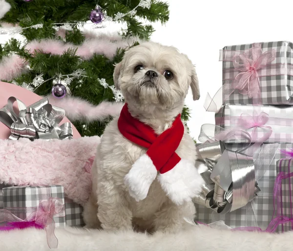 Shih Tzu, 2 years old, sitting with Christmas tree and gifts in front of white background — Stock Photo, Image