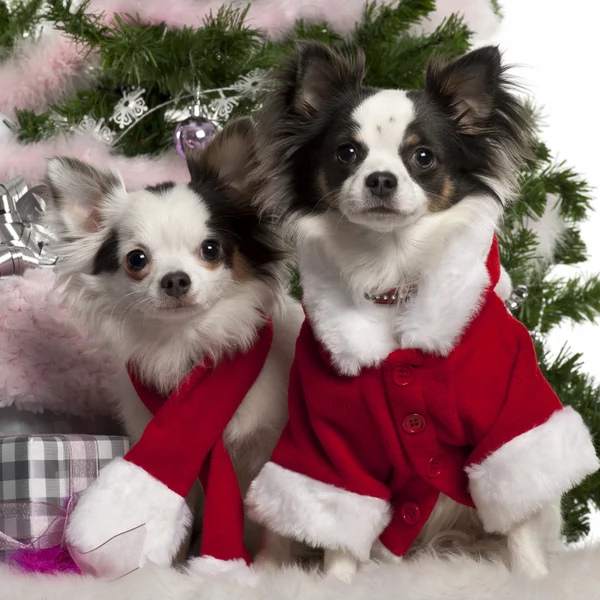 Chihuahua, vestito da Babbo Natale con regali di Natale davanti a sfondo bianco — Foto Stock