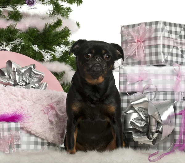 Mixed-breed dog sitting with Christmas tree and gifts in front of white background — 스톡 사진