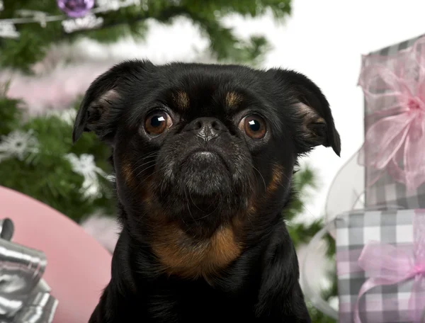 Close-up of Mixed-breed dog with Christmas gifts in front of white background — 스톡 사진