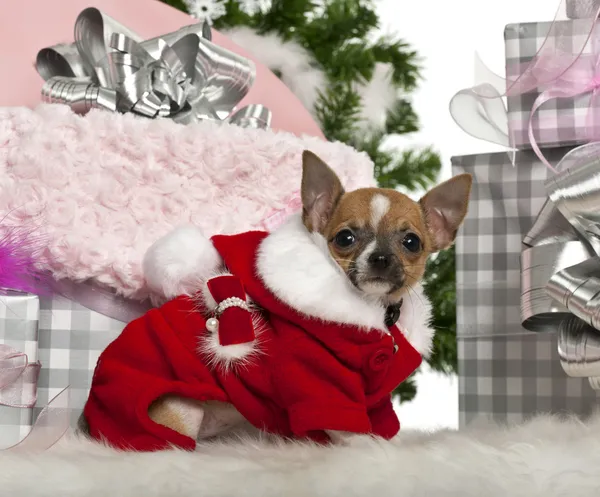 Chihuahua köpek yavrusu, 3 ay yaşlı, beyaz arka plan önünde Noel hediyeleri — Stok fotoğraf