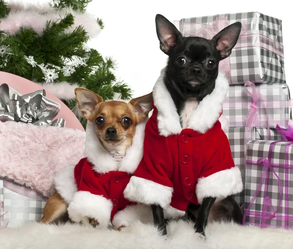 Chihuahuas, 18 mois et 1 an, portant une tenue de Père Noël avec des cadeaux de Noël devant fond blanc — Photo