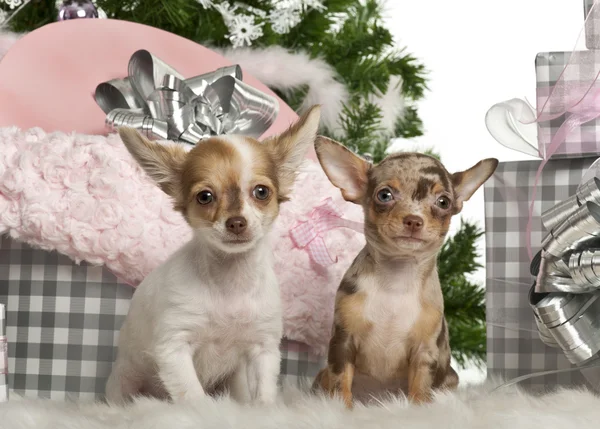 Chihuahua puppy, 4 months old, sitting with Christmas tree and gifts in front of white background — Stock Fotó