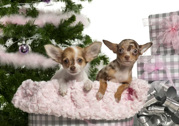Chihuahua filhote de cachorro, 4 meses, com presentes de Natal na frente de fundo branco — Fotografia de Stock