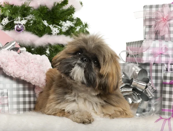 Lhasa Apso, 1 year old, lying with Christmas gifts in front of white background — стокове фото