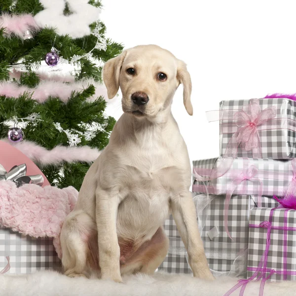 Labrador Retriever puppy, 3 months old, sitting with Christmas tree and gifts in front of white background — Stock Photo, Image
