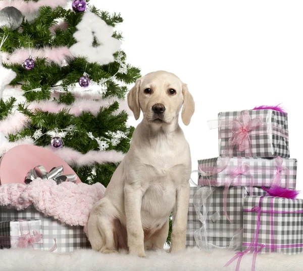 Chiot Labrador Retriever, 3 mois, assis avec sapin de Noël et cadeaux devant fond blanc — Photo