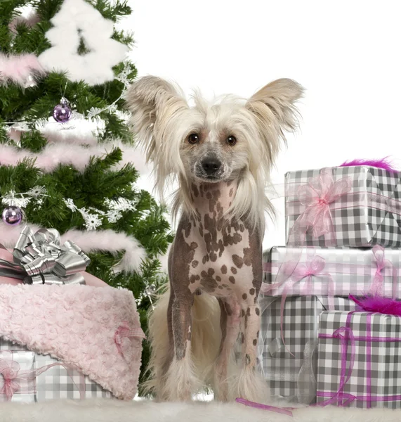 Perro Crestado Chino, 1 año de edad, con regalos de Navidad delante de fondo blanco — Foto de Stock