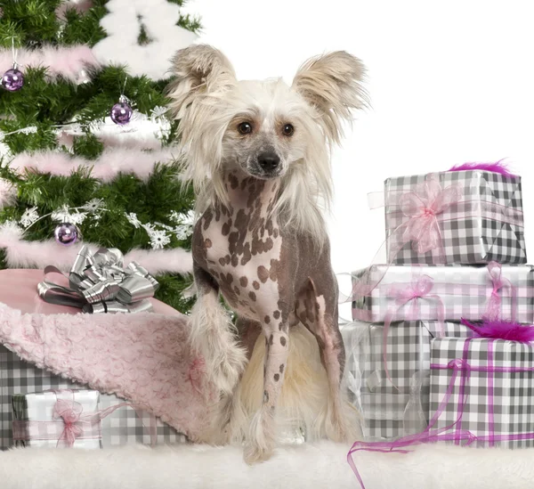 Chinesischer Haubenhund, 1 Jahr alt, mit Weihnachtsgeschenken vor weißem Hintergrund — Stockfoto