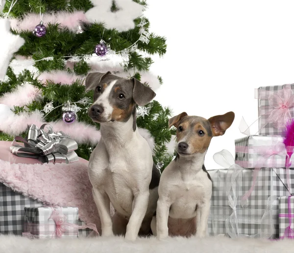 Jack Russell Terrier, sittende med juletre og gaver foran hvit bakgrunn – stockfoto