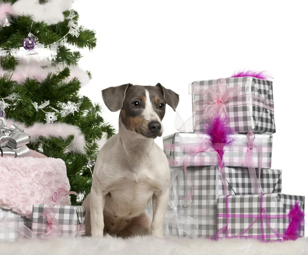 Jack Russell Terrier, sitting with Christmas tree and gifts in front of white background — Stock Photo, Image