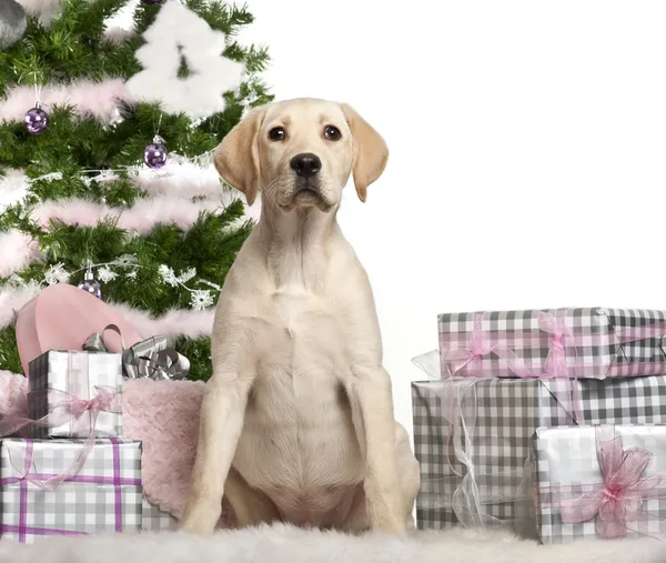 Cachorro Labrador Retriever, 4 meses de edad, sentado con árbol de Navidad y regalos delante de fondo blanco —  Fotos de Stock