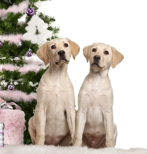 Labrador Retriever puppy, 4 months old, sitting with Christmas tree and gifts in front of white background — Stock Photo, Image