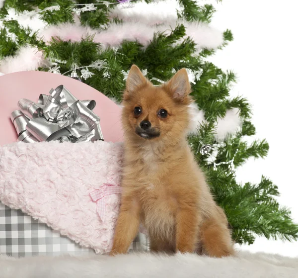Japonés Spitz cachorro, 4 meses de edad, sentado con árbol de Navidad y regalos en frente de fondo blanco —  Fotos de Stock