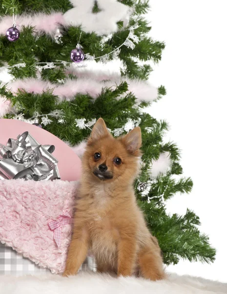 日本スピッツ子犬生後 4 ヶ月、クリスマス ツリーとギフトの白い背景の前で座っています。 — ストック写真