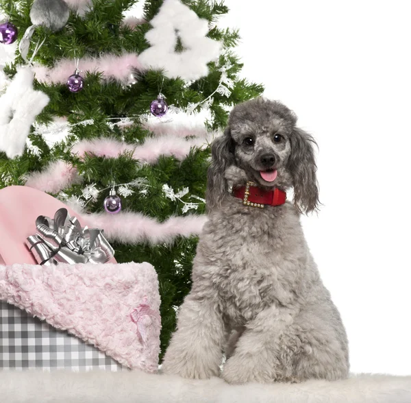 Poodle, 18 meses, sentado com árvore de Natal e presentes na frente do fundo branco — Fotografia de Stock