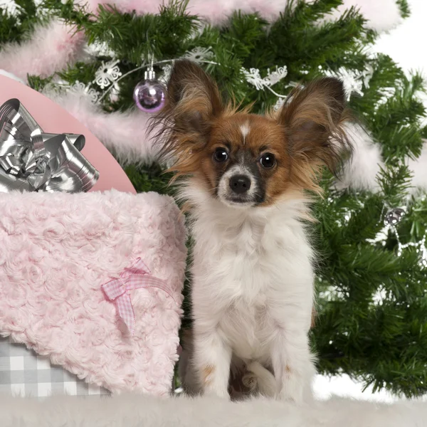 Papillon, 7 months old, sitting with Christmas tree and gifts — Stock Photo, Image
