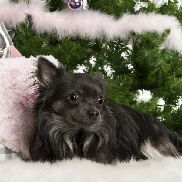 Chihuahua, 18 meses, acostado con regalos de Navidad delante del árbol de Navidad —  Fotos de Stock