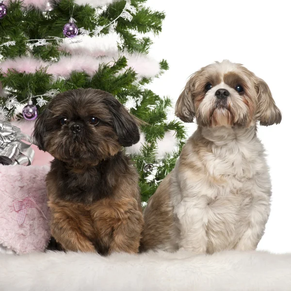 西施，7 岁，10 岁，坐在一起的圣诞树和礼物在白色背景前的西施犬 — 图库照片