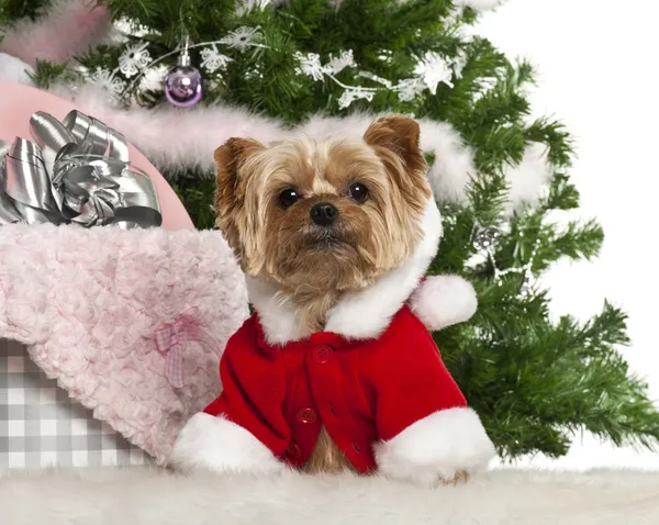 Yorkshire terrier, 7 jahre, mit weihnachtsgeschenken vor weißem hintergrund — Stockfoto