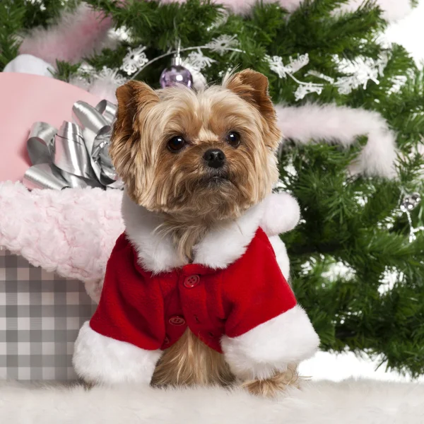 Yorkshire Terrier, 7 years old, wearing Santa outfit with Christmas gifts in front of Christmas tree — Stock Photo, Image