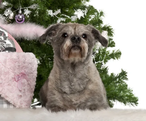 Havanese, 12 years old, lying with Christmas gifts in front of white background — 스톡 사진