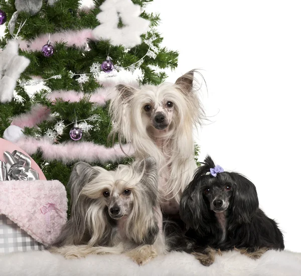 Chinese Crested Dogs, 6, 4 e 9 anni, sdraiato con regali di Natale davanti allo sfondo bianco — Foto Stock