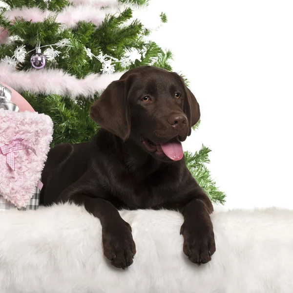 Labrador Retriever Welpe, 5 Monate alt, liegt mit Weihnachtsgeschenken vor weißem Hintergrund — Stockfoto