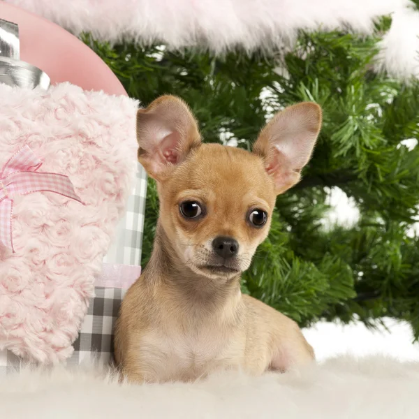 Chihuahua chiot, 4 mois, couché avec des cadeaux de Noël devant l'arbre de Noël — Photo