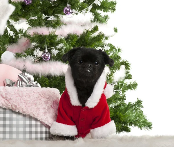 Perro de raza mixta con traje de Santa Claus con regalos de Navidad delante de fondo blanco —  Fotos de Stock