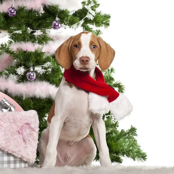 Braque saint-germain štěně, 3 měsíce starý, sedí s vánoční stromek a dárky před bílým pozadím — Stock fotografie