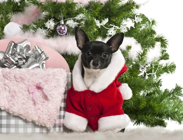 Chihuahua, 7 mois, portant une tenue de Père Noël avec des cadeaux de Noël devant fond blanc — Photo