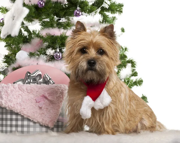 Cairn Terrier, 2 Jahre alt, sitzt mit Weihnachtsbaum und Geschenken vor weißem Hintergrund — Stockfoto