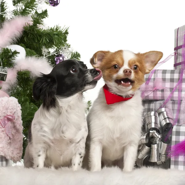 Chihuahuas, 6 años, Chihuahua, 18 meses, sentado con árbol de Navidad y regalos delante de fondo blanco —  Fotos de Stock