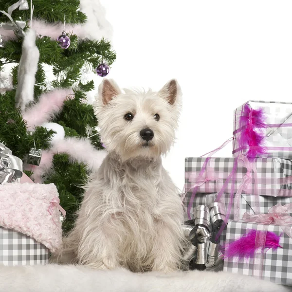 West Highland White Terrier, 2 years old, sitting with Christmas tree and gifts in front of white background — стокове фото