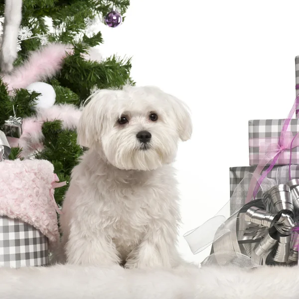 Cucciolo maltese, 6 mesi, seduto con albero di Natale e regali davanti allo sfondo bianco — Foto Stock