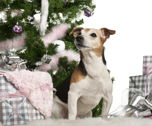 Jack Russell Terrier, 10 old, sitting with Christmas tree and gifts in front of white background — Stock Photo, Image