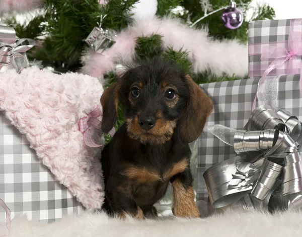 Dachshund cachorro, 3 meses de edad, sentado con árbol de Navidad y regalos en frente de fondo blanco — Foto de Stock