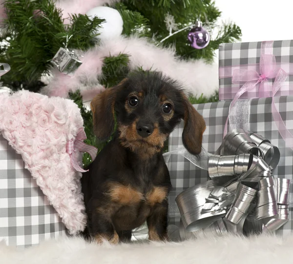 Dachshund cachorro, 3 meses de edad, sentado con árbol de Navidad y regalos en frente de fondo blanco —  Fotos de Stock